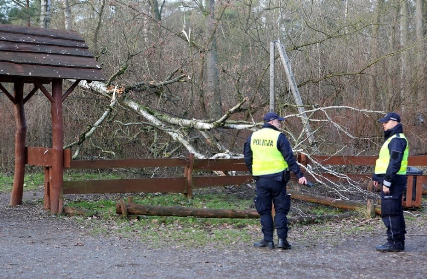 Pogoda: silny wiatr w Szczecinie. Trwa usuwanie szkód 