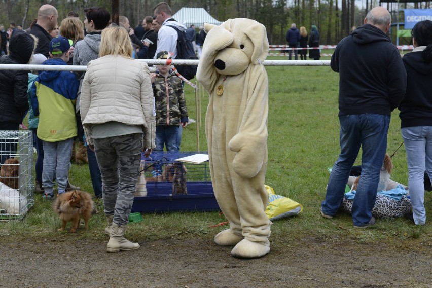 Częstochowa: Wystawa psów rasowych w stadninie Pegaz w Mirowie [ZDJĘCIA]