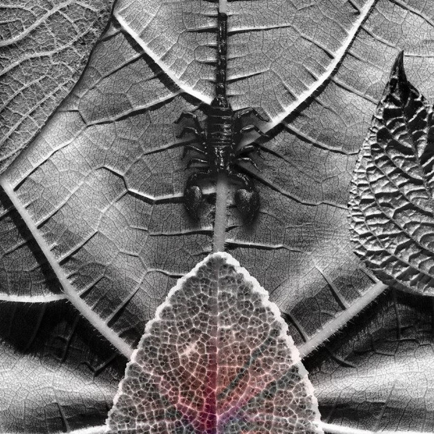 Cybergrafie Ryszarda Czernowa z cyklu "Martwe z natury"