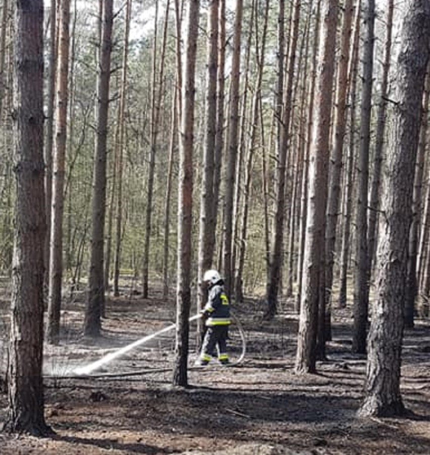 Strażacy dogaszali zarzewia pożaru na pogorzelisku za pomocą...