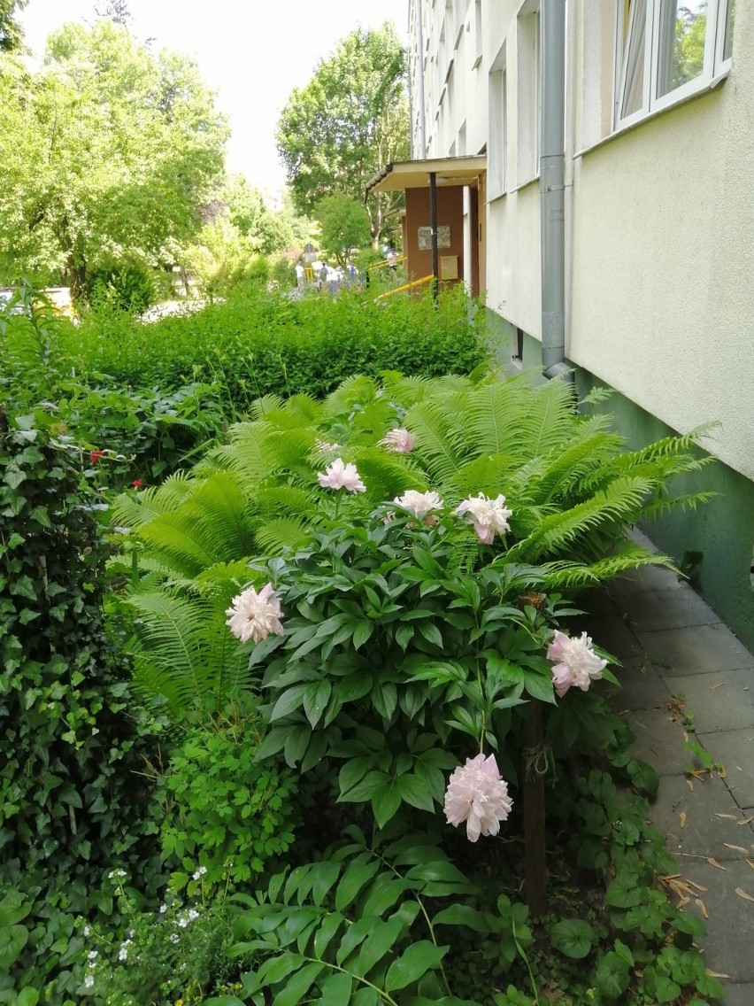 Lublin: Oazy natury pod blokiem. Barwne klomby kwiatowe na Kalinowszczyźnie. Zobacz zdjęcia