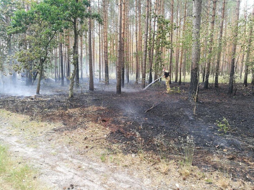 Pożar lasu pod Komarowem. Strażacy znów w akcji [ZDJĘCIA]