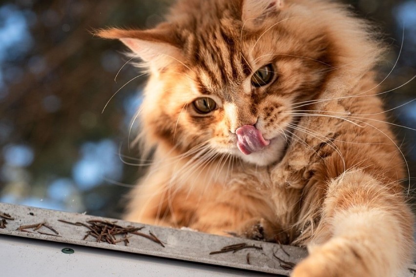 Maine Coon...