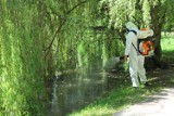 W Brzegu odbyło się pierwsze w tym roku odkomarzanie. Skupiono się na zbiornikach wodnych