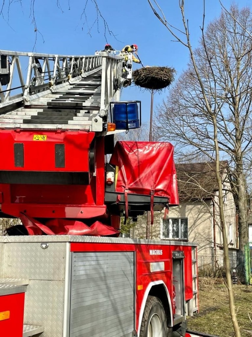 Gniazdo zostało zmniejszone i zabezpieczone. Bociany będą...