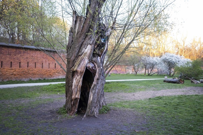 Świątynia Wierzbowa z witrażami w dziuplach. Stare drzewo, które zostało uratowane przed wycinką