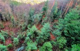 Przybędzie lasów w Limanowej? Nadleśnictwo ogłosiło akcję skupu gruntów do zalesienia 
