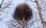  Czarcia miotła może pojawić się na drzewie w twoim ogrodzie. Co zrobić i czym to w ogóle jest?