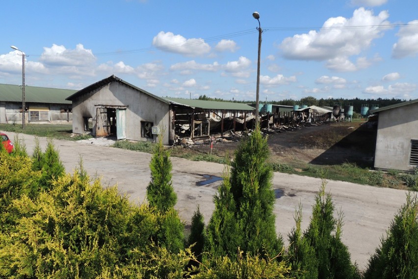 Pożar na fermie w Dzikowie k. Torunia