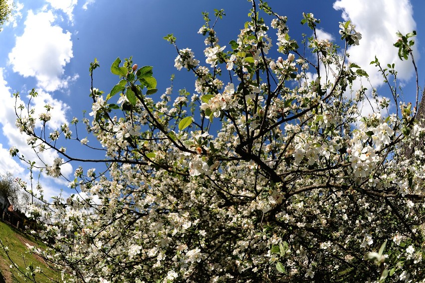 Kwitnące sady w okolicach Jasła. Choć słońca mało, wiosna obudziała przyrodę do życia [ZDJĘCIA]