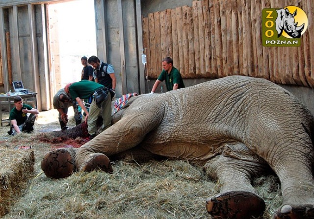 Ninio – najbardziej znany słoń z Nowego Zoo, podejrzewany swego ...