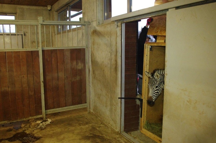 Zamojskie zoo: w stadzie jest nowa zebra. Z Kopenhagi