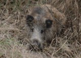 Zielona Góra. Dzika locha terroryzuje mieszkańców Jędrzychowa! Blokuje im drogę do kościoła. Jest zagrożeniem dla dzieci [FILM, ZDJĘCIA]