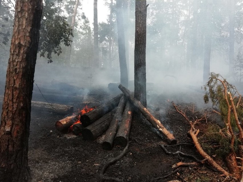 Pożar lasu w Motyczynie pod Prochowicami! Samoloty walczą z ogniem [ZDJĘCIA]