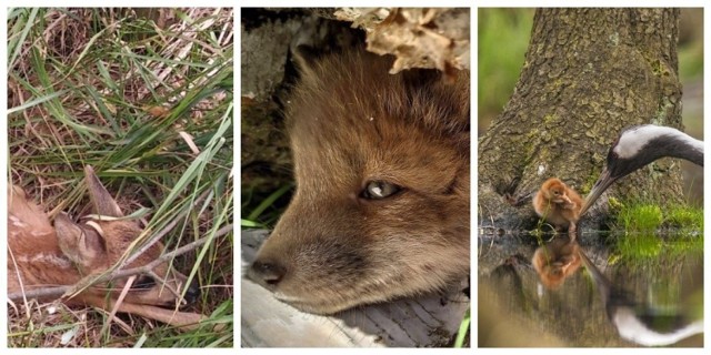 Pandemia sprzyja leśnym zwierzętom, którym ludzie nie zakłócają spokoju w ich królestwie. W efekcie wiele zwierzęcych rodzin się powiększa, a leśnicy coraz częściej spotykają przedstawicieli dawno nie widzianych tutaj gatunków. 

Zobacz zdjęcia na kolejnych slajdach ---->