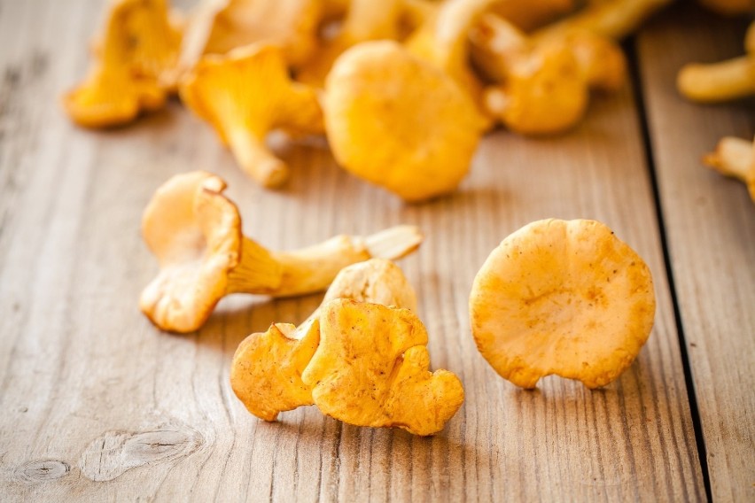 Pieprznik jadalny, nazywany kurką (Cantharellus cibarius),...