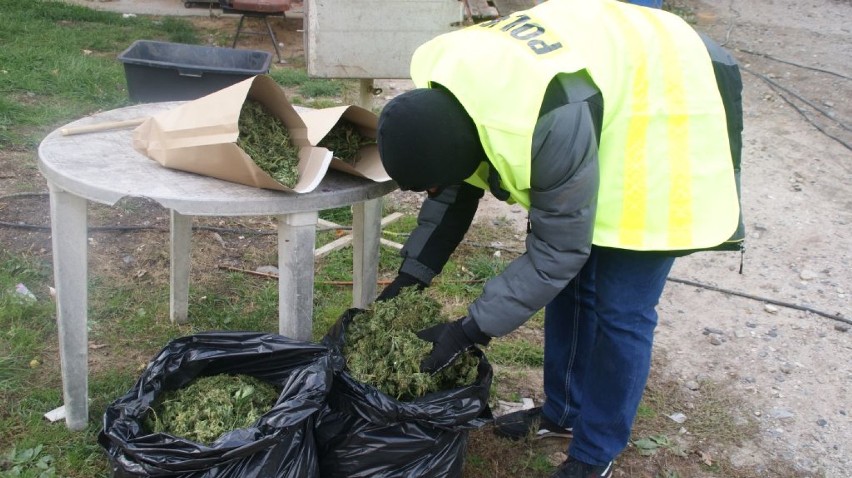 Plantacja marihuany pod Kleszczowem. Policjanci znaleźli narkotyki warte prawie 300 tys. zł