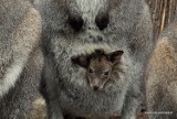 Kangurzyca i... maleństwo. Po urodzeniu miało 2 centymetry! Oto nowy mieszkaniec wrocławskiego zoo [FOTO]