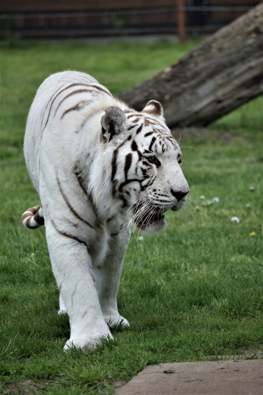 Dzień Dziecka z egzotycznymi zwierzętami w ZOO Safari w Borysewie pod Poddębicami. Czekają białe lwy i tygrysy oraz...   ZDJĘCIA