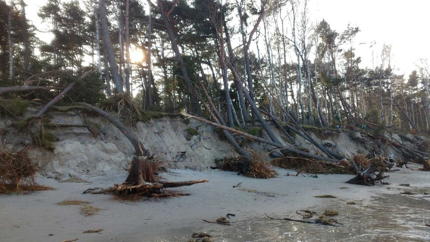 Morze zabrało las w gminie Choczewo