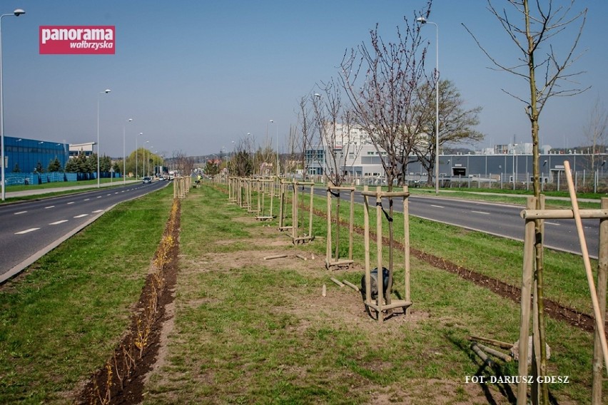 Sadzenie drzew i krzewów ozdobnych na ul. Uczniowskiej w...