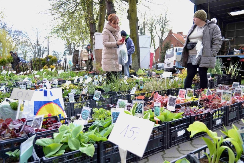 Wiosenne Targi Ogrodnicze w Starym Polu [ZDJĘCIA]. Kapryśna aura nie odstraszyła wystawców i gości