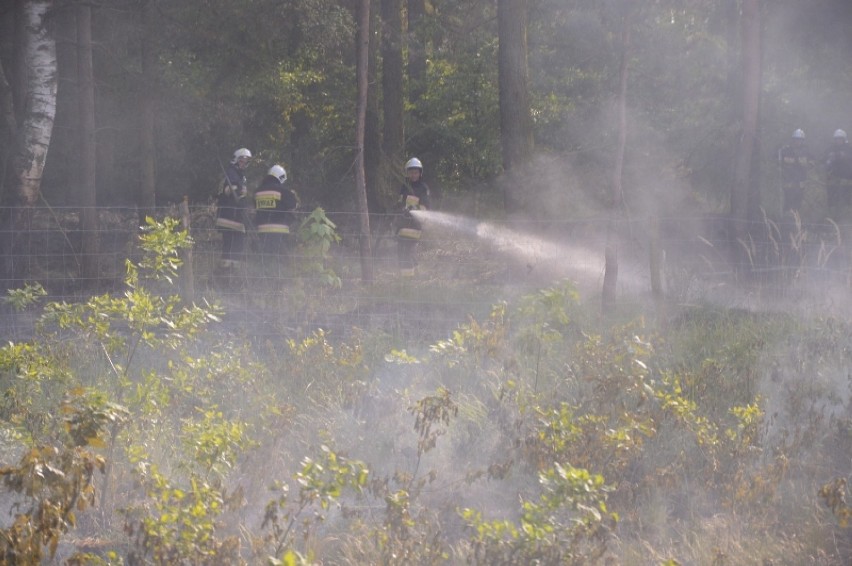 Pożar lasu w okolicy Nowego Dębca