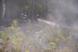 Pożar lasu w okolicy Nowego Dębca [ZDJĘCIA]