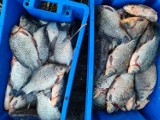 Łasin. Zatrzymano kłusowników na Jeziorze Łasińskim Dużym. Złowili blisko 100 kg ryb! [zdjęcia]