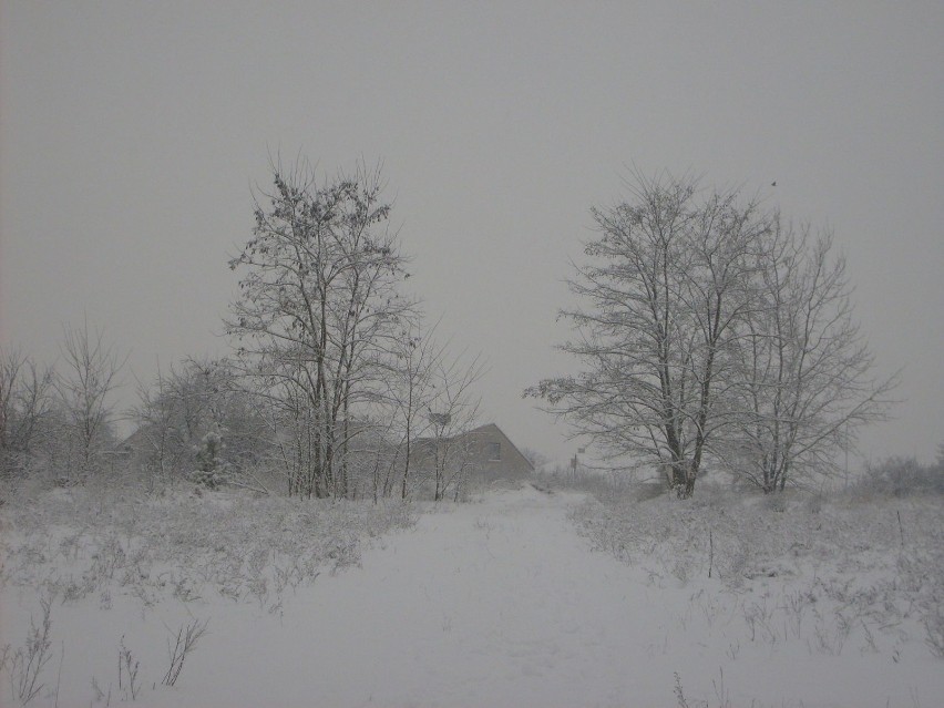 Osiedlowa ścieżka spacerowa. Fot. Krzysztof Krzak