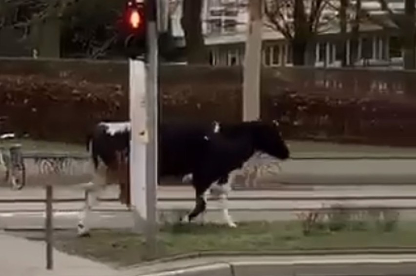 A to krowa! Uciekła z uczelni, a potem wybrała się na spacer ulicami Wrocławia! (ZOBACZ ZDJĘCIA)