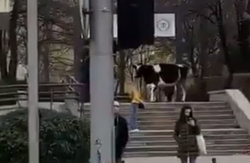 A to krowa! Uciekła z uczelni, a potem wybrała się na spacer ulicami Wrocławia! (ZOBACZ ZDJĘCIA)