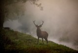 Jesienne zdjęcia jeleni i danieli nad kanałem Obry w obiektywie Damiana Musialskiego