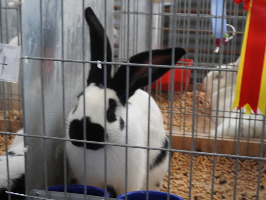 III Międzynarodowa wystawa królików w Bielsku [zdjęcia] 