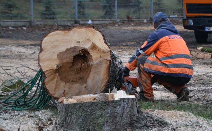 Wycinka drzew w Malborku. Padną kasztanowce, klony i lipy z powodu nowego ronda