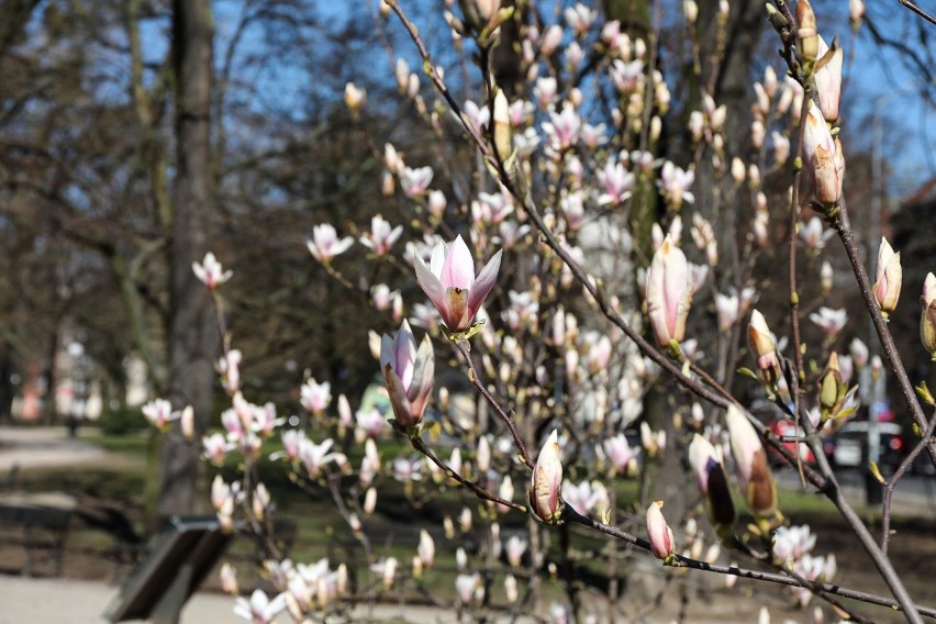 W Szczecinie kwitną pierwsze drzewka magnolii