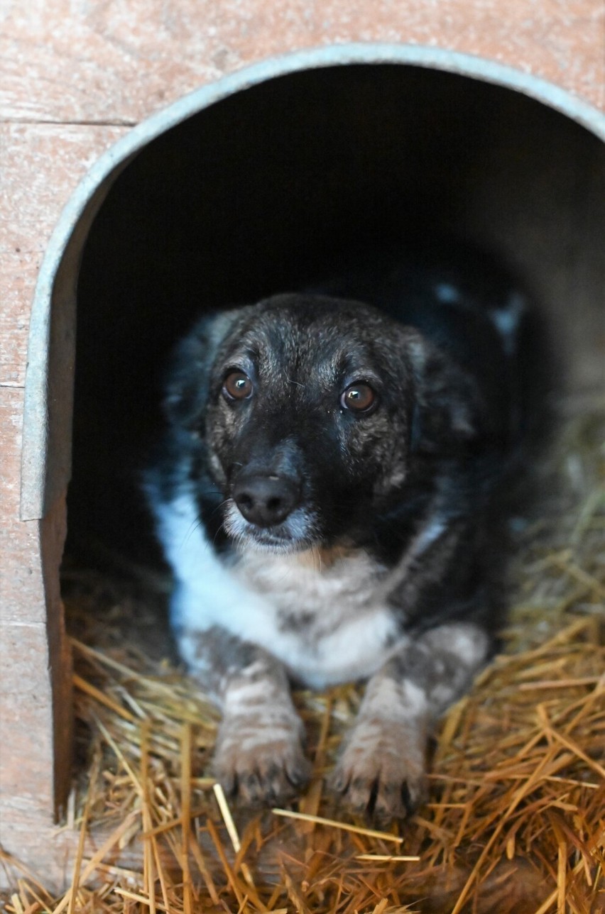 Te psy ze skierniewickiego schroniska czekają na nowy dom