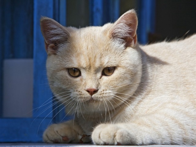 W Toruniu pojawią się m.in. koty brytyjskie krótko oraz długowłose