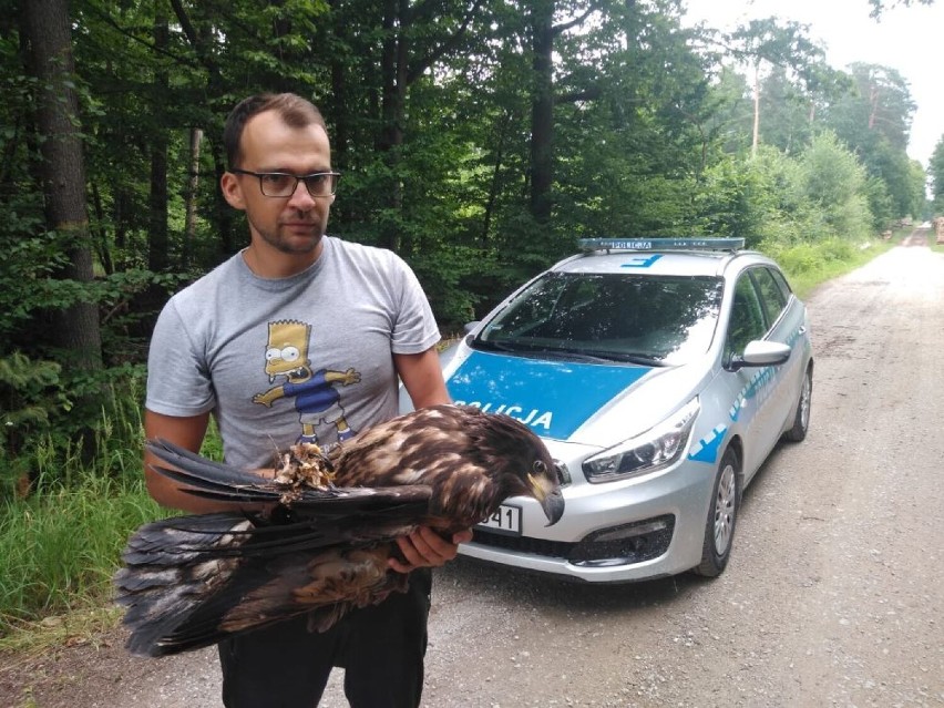 Skierniewice. Na leśnym dukcie znaleziono osłabionego, młodego orła bielika. Ptak trafił pod opiekę specjalistów