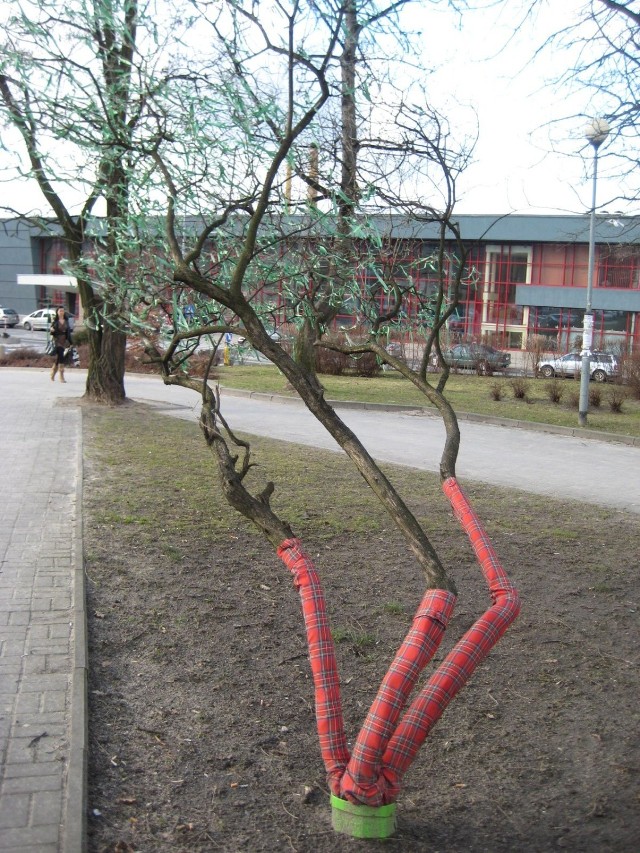 Drzewko na Placu Kolejarza zamiast prawdziwych liści ma sztuczne wstążki