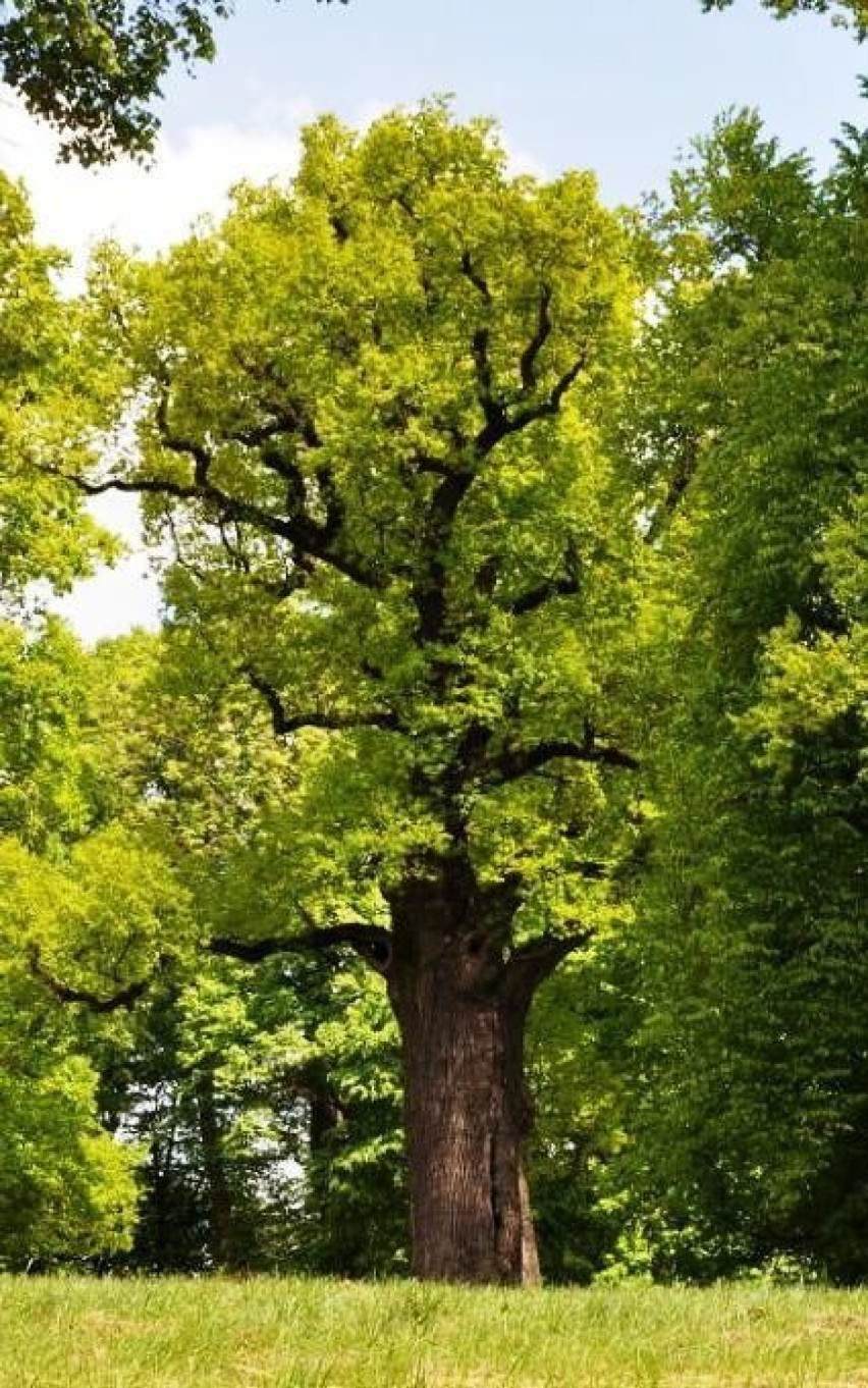 Dąb Józef Europejskim Drzewem Roku 2017