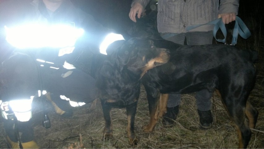 Uratowany pies w Czymanowie