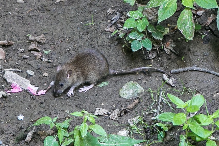 Kraków. Zasypią nory szczurów w parku Kościuszki [ZDJĘCIA]