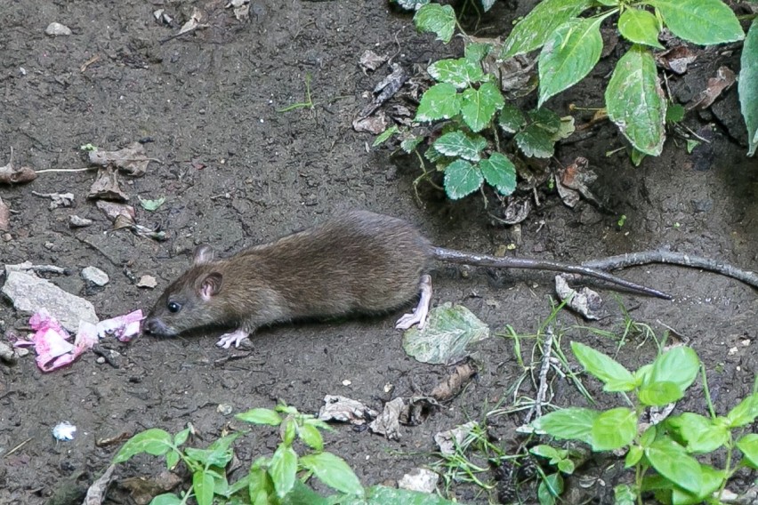 Kraków. Zasypią nory szczurów w parku Kościuszki [ZDJĘCIA]