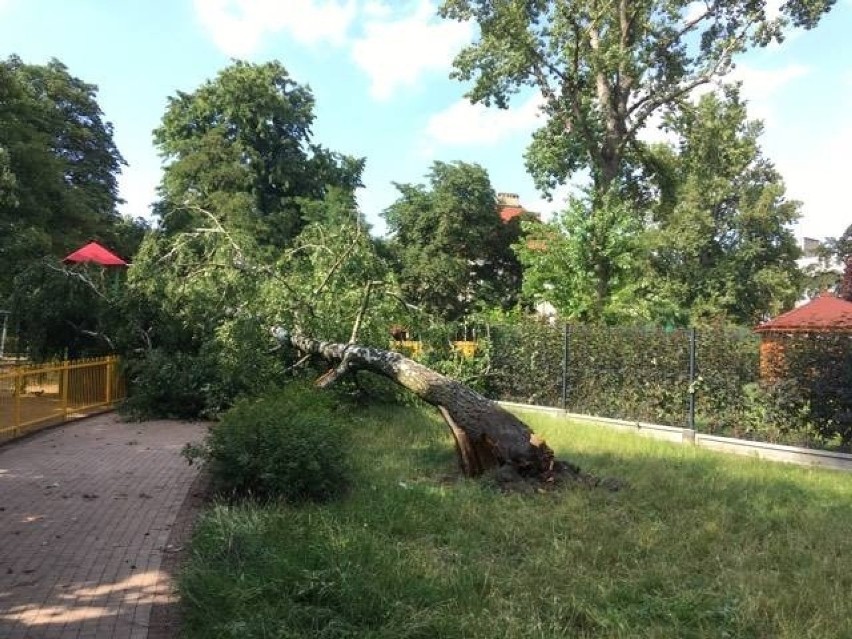 Burza powaliła około tysiąca drzew w Łodzi. Według...