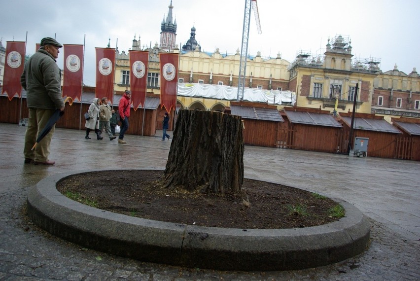 W 2008 roku część drzew na Rynku Głównym została wycięta