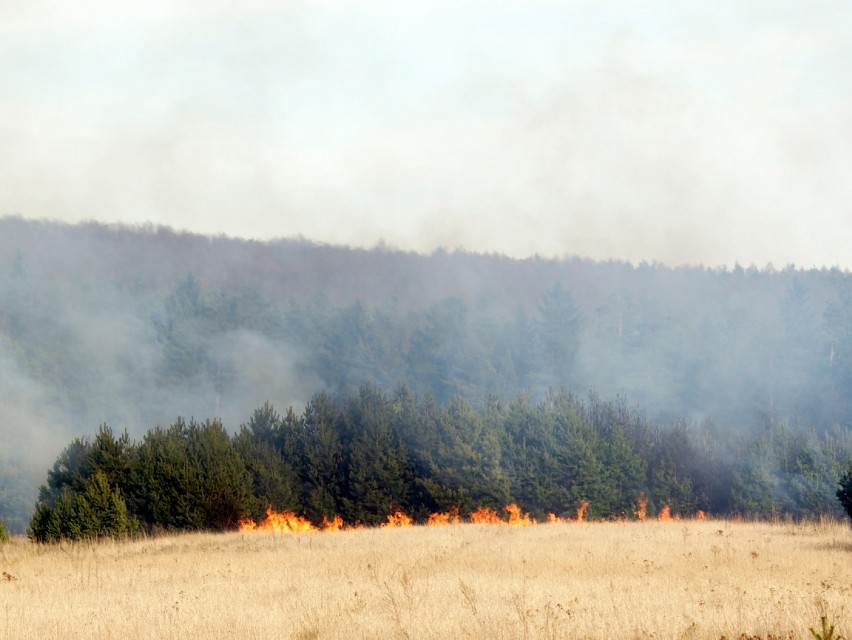 Pożar lasu w Niesułowicach. Spłonęły 4 hektary