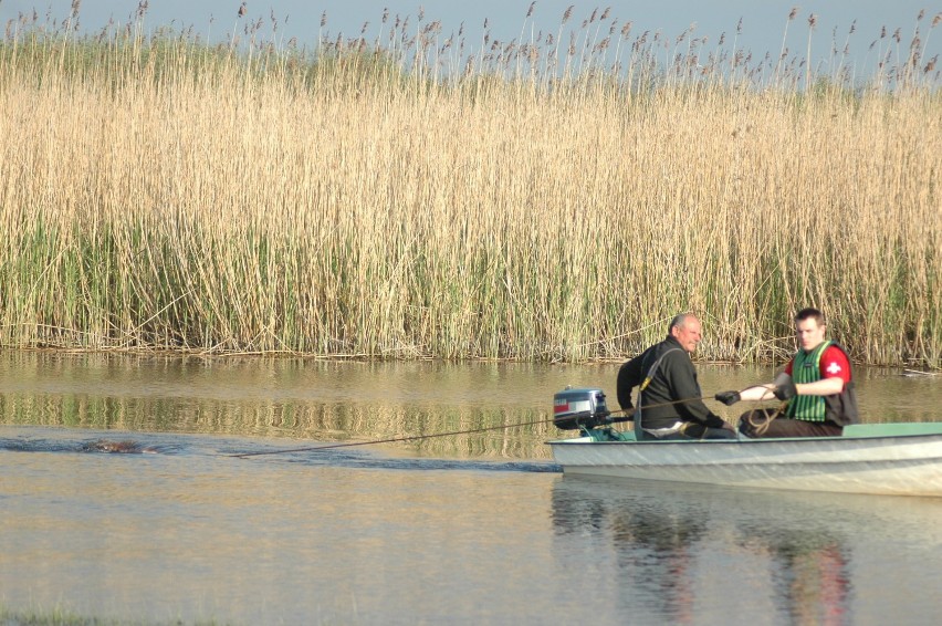 10 padniętych dzików wyłowiono z rzeki Obry w Zbąszyniu