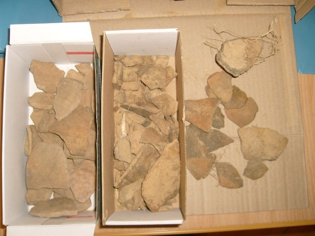 Fragmenty naczyń trafiły do kolskiego muzeum