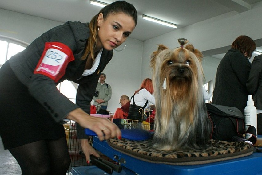 międzynarodowa wystawa psów rasowych poznań 2011